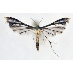 /filer/webapps/moths/media/images/T/tessmanni_Antarches_A_NHMO_02.jpg