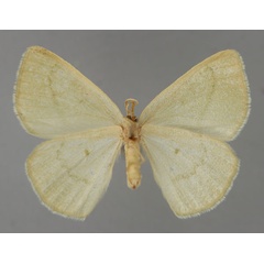 /filer/webapps/moths/media/images/P/pallida_Nothoterpna_A_ZSM_02.jpg