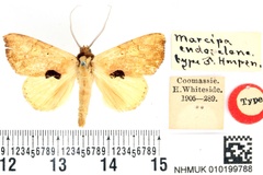 Marcipa endoselene
