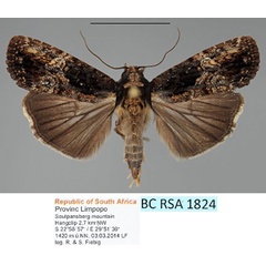 /filer/webapps/moths/media/images/M/monostigma_Perigea_AF_Fiebig_01.jpg