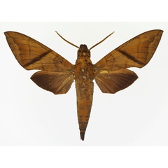 /filer/webapps/moths/media/images/A/aequivalens_Nephele_AM_Basquin_02.jpg