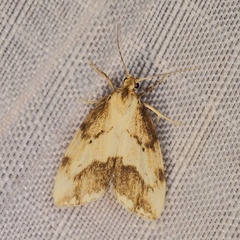 /filer/webapps/moths/media/images/B/bipuncta_Exilisia_AM_Heynsa.jpg