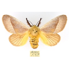 /filer/webapps/moths/media/images/A/albicosta_Latoia_AF_TMSA_i6Qxk8z.jpg