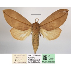 /filer/webapps/moths/media/images/E/exusta_Brachychira_A_MGCLa_04.JPG