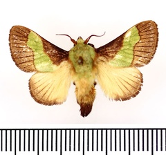 /filer/webapps/moths/media/images/T/trapezoidea_Parasa_AM_BMNH.jpg