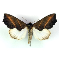 /filer/webapps/moths/media/images/Z/zanderi_Arcyophora_A_RMCA_02.jpg