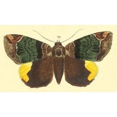 /filer/webapps/moths/media/images/R/radama_Achaea_HT_Felder_116_17.jpg