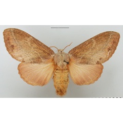 /filer/webapps/moths/media/images/O/obscurum_Eutricha_AF_TMSA_02.jpg