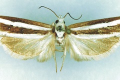 Hystrichophora vittana