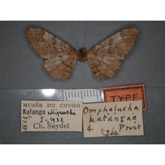 /filer/webapps/moths/media/images/K/katangae_Omphalucha_HT_RMCA_02.jpg