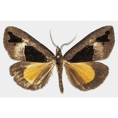 /filer/webapps/moths/media/images/B/banaka_Sarothroceras_AM_Basquina.jpg