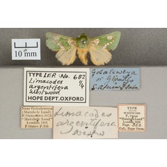 /filer/webapps/moths/media/images/A/argentifera_Limacodes_ST_OUMNH_01.jpg