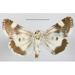 /filer/webapps/moths/media/images/L/lucida_Acontia_MGCLb_01.JPG