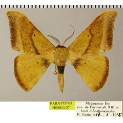 /filer/webapps/moths/media/images/A/angularis_Hypocoela_PTM_ZSMa.jpg