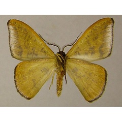 /filer/webapps/moths/media/images/F/fasciata_Hypocoela_PTM_ZSMb.jpg