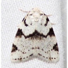 /filer/webapps/moths/media/images/L/lineata_Eurosia_A_Braun_05.jpg