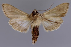 Cucullia prolai