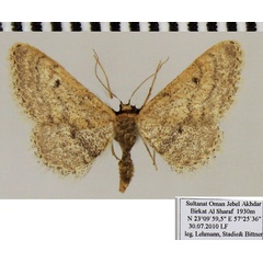 /filer/webapps/moths/media/images/G/gallagheri_Idaea_AF_ZSM_02.jpg