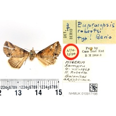 /filer/webapps/moths/media/images/R/robertsi_Eupsoropsis_AT_BMNH.jpg
