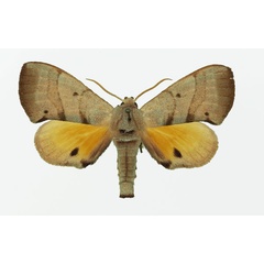 /filer/webapps/moths/media/images/B/bilineatus_Gynoeryx_AM_Basquin_01.jpg