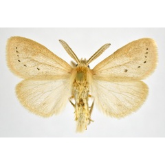 /filer/webapps/moths/media/images/S/subrosea_Laelia_AM_NHMO.jpg