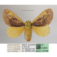 /filer/webapps/moths/media/images/F/flavicosta_Latoia_A_MGCLa_01.JPG