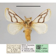 /filer/webapps/moths/media/images/I/invitabilis_Parapluda_A_MGCLa_01.JPG
