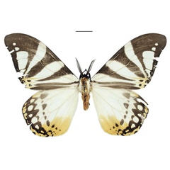 /filer/webapps/moths/media/images/V/vandeweghei_Otroeda_HT_Bouyer.jpg