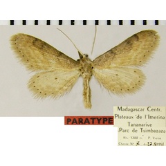 /filer/webapps/moths/media/images/P/prosartema_Idaea_PTM_ZSMa.jpg