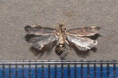 Helcystogramma lamprostoma