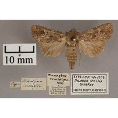 /filer/webapps/moths/media/images/I/inculta_Hadena_HT_OUMNH_01.jpg