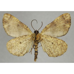 /filer/webapps/moths/media/images/E/elongata_Xylopteryx_HT_ZSMb.jpg