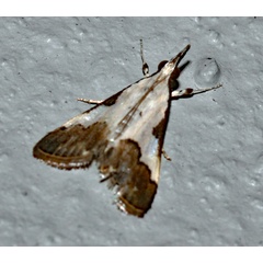 /filer/webapps/moths/media/images/J/jacobsalis_Autocharis_A_Roland_01.jpg
