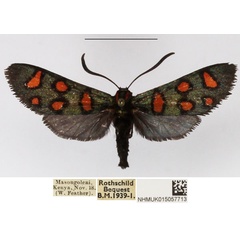 /filer/webapps/moths/media/images/E/elegans_Arniocera_A_NHMUK_02.jpg