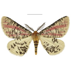 /filer/webapps/moths/media/images/J/johnstonei_Nothabraxas_PTM_Kingston_xZhJNOO.jpg