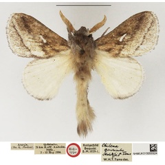 /filer/webapps/moths/media/images/Q/quirimbo_Beralade_HT_NHMUK.jpg