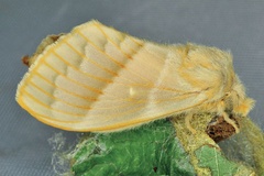 Bombycopsis venosa
