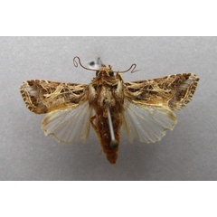 /filer/webapps/moths/media/images/L/littoralis_Spodoptera_A_Baron.jpg