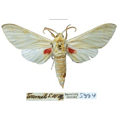 /filer/webapps/moths/media/images/T/tsumeb_Neoclanis_PTM_ZSMa.jpg
