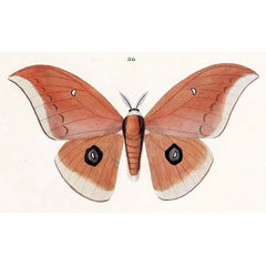 /filer/webapps/moths/media/images/E/epithyrena_Bunaea_HT_Maassen_86.jpg