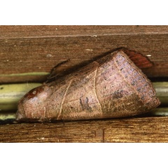 /filer/webapps/moths/media/images/R/rubricata_Thyas_A_Roland_01.jpg
