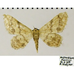 /filer/webapps/moths/media/images/M/malescripta_Idaea_AF_ZSMa.jpg