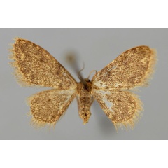 /filer/webapps/moths/media/images/E/erythra_Brachyglossina_A_ZSM_01.jpg