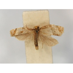 /filer/webapps/moths/media/images/S/scaedoxa_Clepsis_PLT3_RMCA_01.jpg