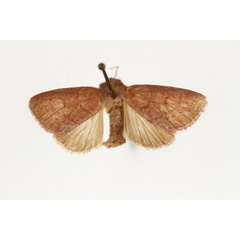 /filer/webapps/moths/media/images/C/corticea_Aspidifrontia_AM_RMCA.jpg