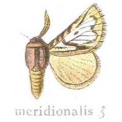 /filer/webapps/moths/media/images/M/meridionalis_Trichiurana_HT_Aurivillius_27e.jpg