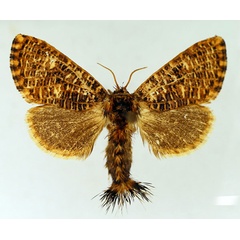 /filer/webapps/moths/media/images/T/transversa_Salagena_AF_TMSA_01.jpg