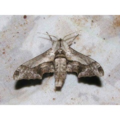 /filer/webapps/moths/media/images/B/boisduvali_Oplerclanis_A_Goff_02.jpg