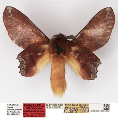 /filer/webapps/moths/media/images/M/marmorata_Marmonna_PTM_NHMUK_01.jpg