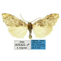 /filer/webapps/moths/media/images/P/peregrina_Palaeugoa_AM_MfN_02.jpg